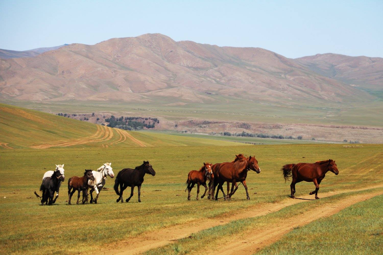 Mongolian horses | Horses of Mongolia