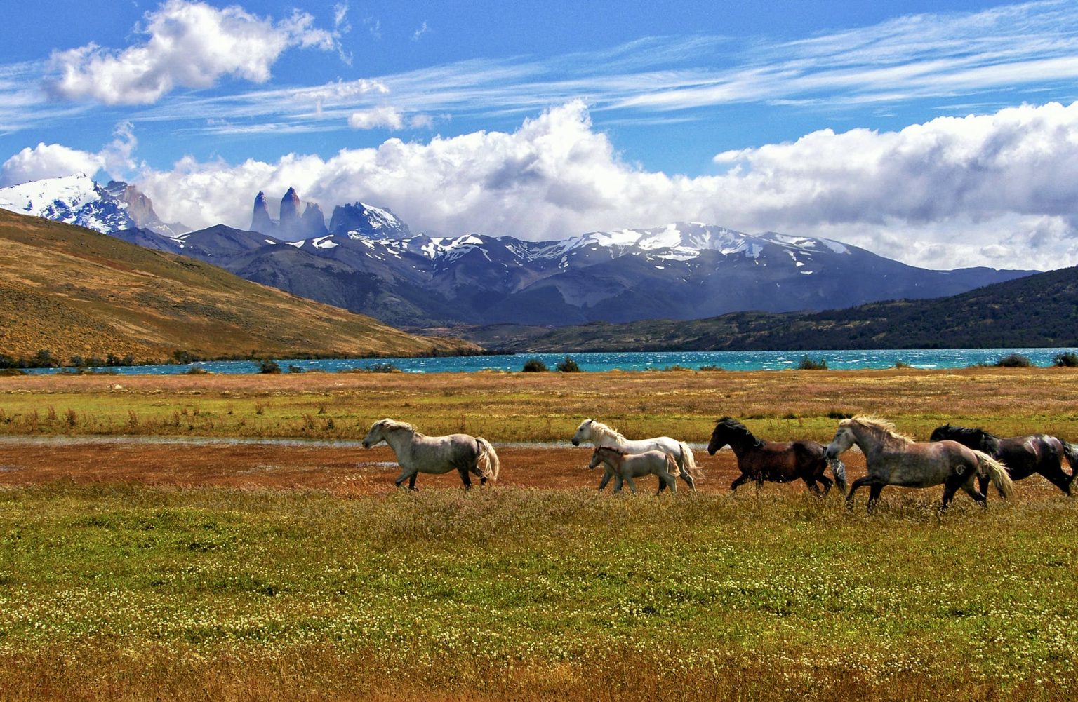 Монголия пейзаж с баранами